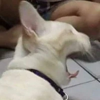 Con tác giả lười biếng