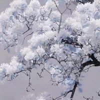 Vệ Thiên Kiều(tác giả)