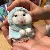 hamcute