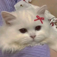 Tác giả🧸✨