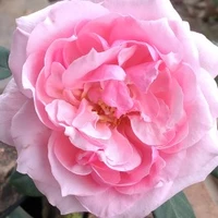 nhân vật nử nhìu vai