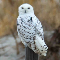 Owler