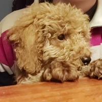 Bà tác giả