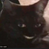 mèo dại xin đừng chọc