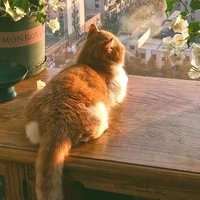 ♥︎Tác giả♥︎