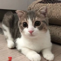Mèo Chaeng