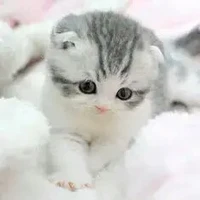 tg yêu Nalu