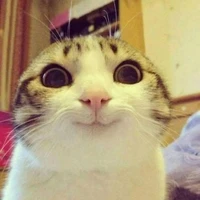 tác giả ngô tàu