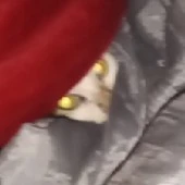 t/g mèo 🐈