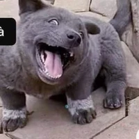 chó trà xanh