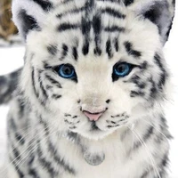 snowen