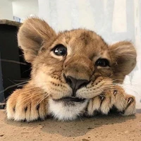 fighter