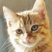 meo