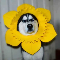 chó :))