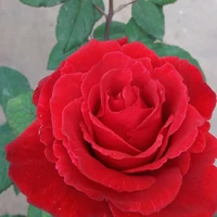 con em họ