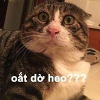 nv tổng hợp