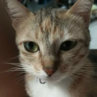 mi