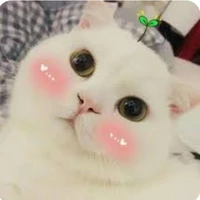 mấy đứa còn lại