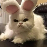 🐰