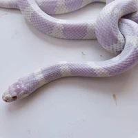 bé 🐍/ Ochi_chan