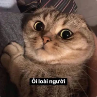 nv phụ