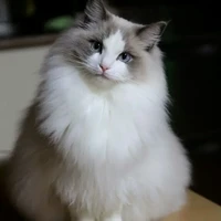 tô lạc và kim dương