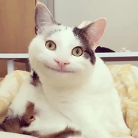 Tác giả