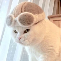 mèo con