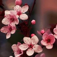 Tất hàng xóm