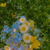 ( All)