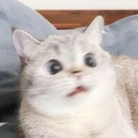 TG siu cư tề 😑😑