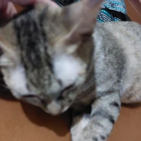 con tác giả khùng