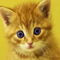 Meow