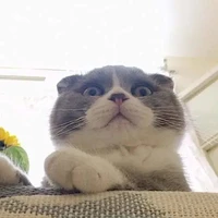 tác giả thỉu neng