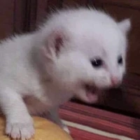 cá heo mắc mệt💅