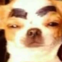 gâu gâu gâu