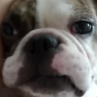 tác giả cute