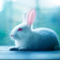 Tiêu Chiến khi còn là thỏ