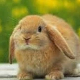 Trác Thành lúc là thỏ