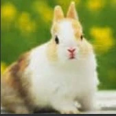 Kế Dương lúc là thỏ