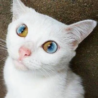 mèo:saki
