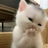 t/g ( sanzu là trên hết)