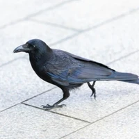Karasu