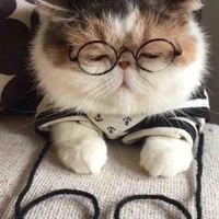 mèo lười