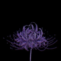 NVP/Bí ẩn/Phi giới tính