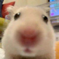 Tác Giả cute nhất vũ chụ😏