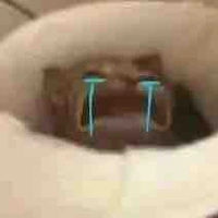 Tác giả chăm chỉ ✨