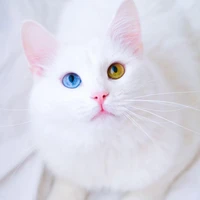 Mồm Lèo//Sakita
