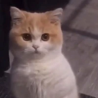 TG đấm chớt Trà Táo😌✊