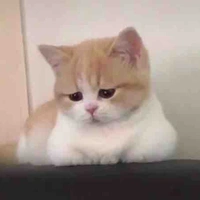 tác giả cute hột me